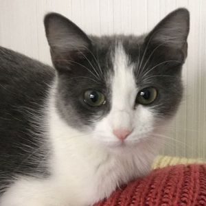 Meet your Posher, Vjollca